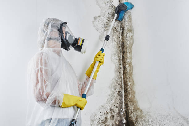 Best Residential Mold Remediation in Shil, OH