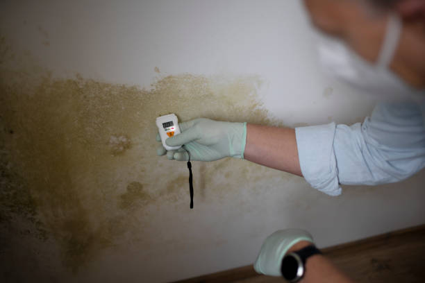 Best Localized Mold Remediation (e.g., coastal areas, humid climates) in Shil, OH