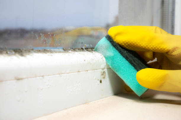 Best Attic Mold Remediation in Shil, OH