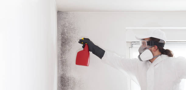 Best Mold Remediation for Specific Building Types in Shil, OH