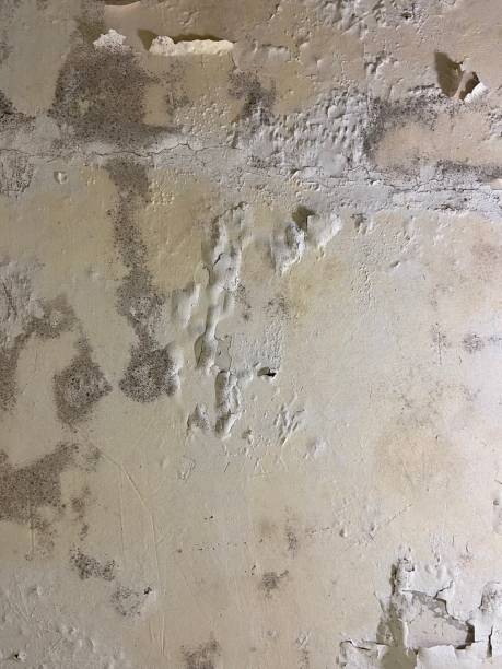 Best DIY Mold Remediation Support Services in Shil, OH