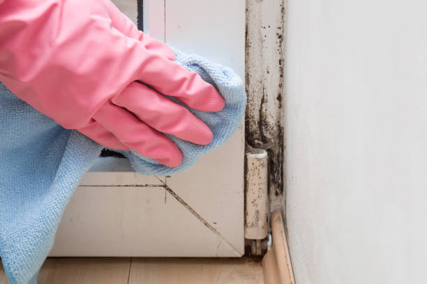 Best White Mold Remediation in Shil, OH